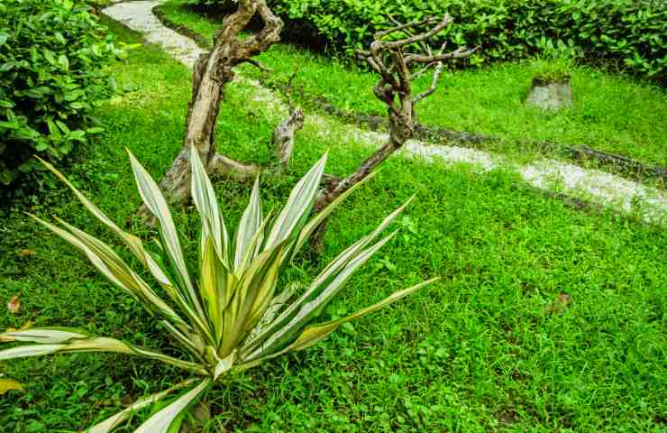 Giardino