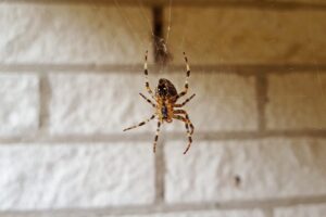 Ragno in casa