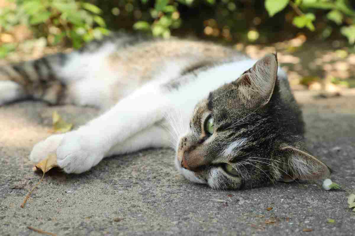 gatto steso per terra