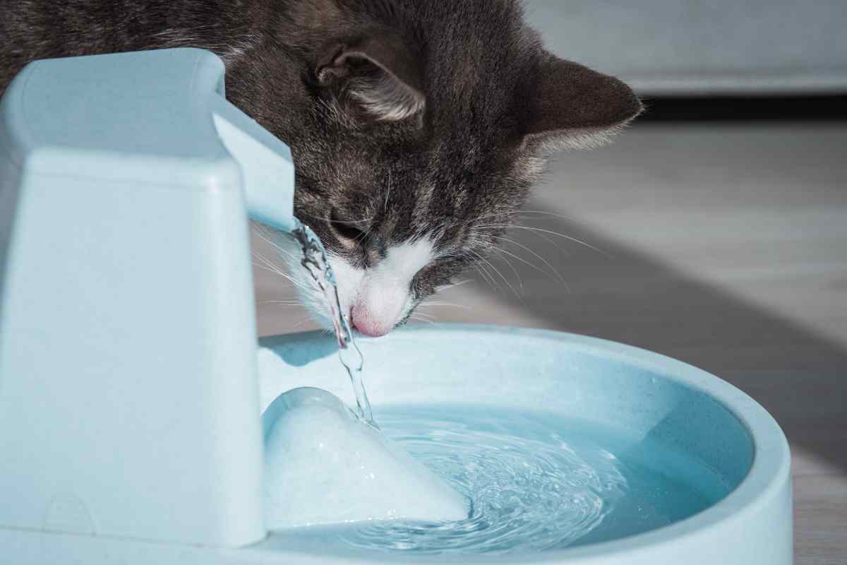 gatto beve acqua