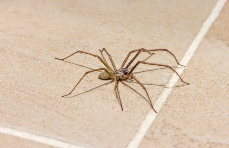 Ragno sul pavimento in casa