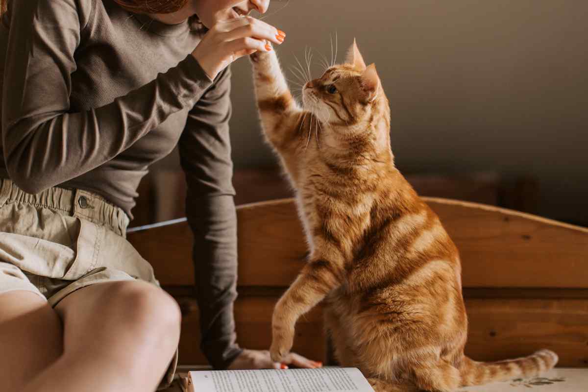 gatto gioca con la proprietaria