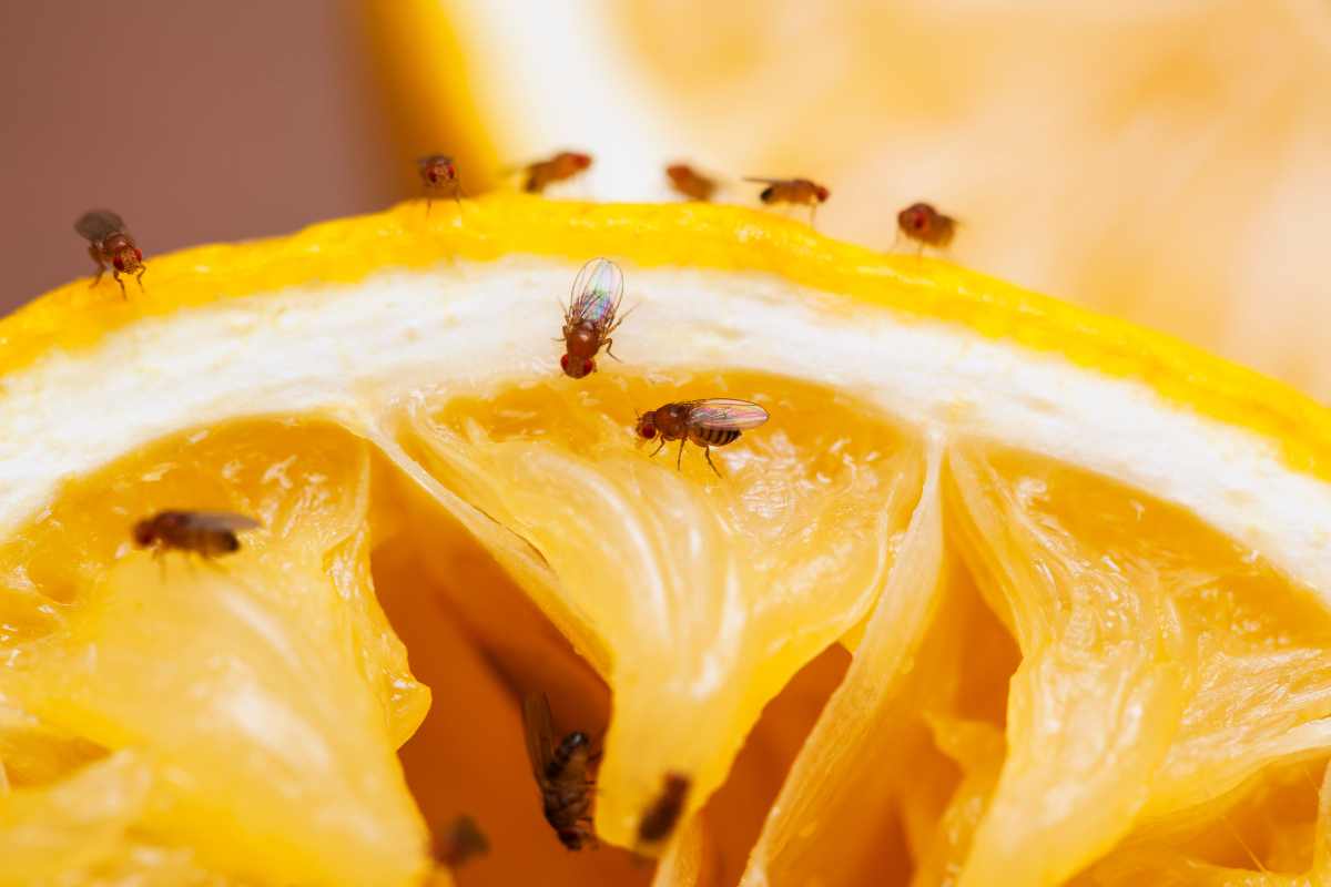 moscerini della frutta
