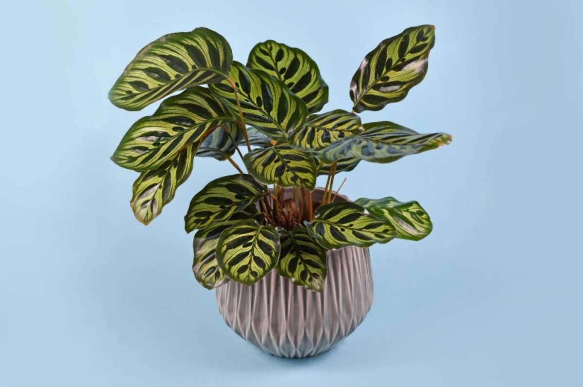 Calathea