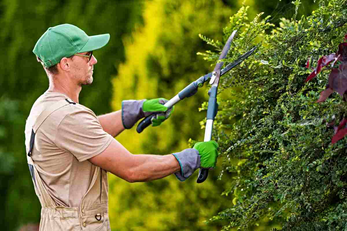 Giardiniere pota pianta