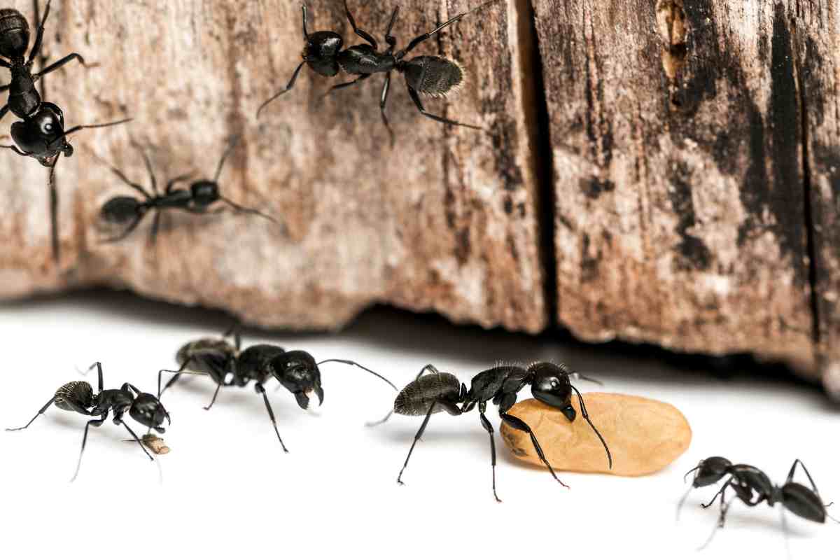 Formiche carpentiere che trovano del cibo