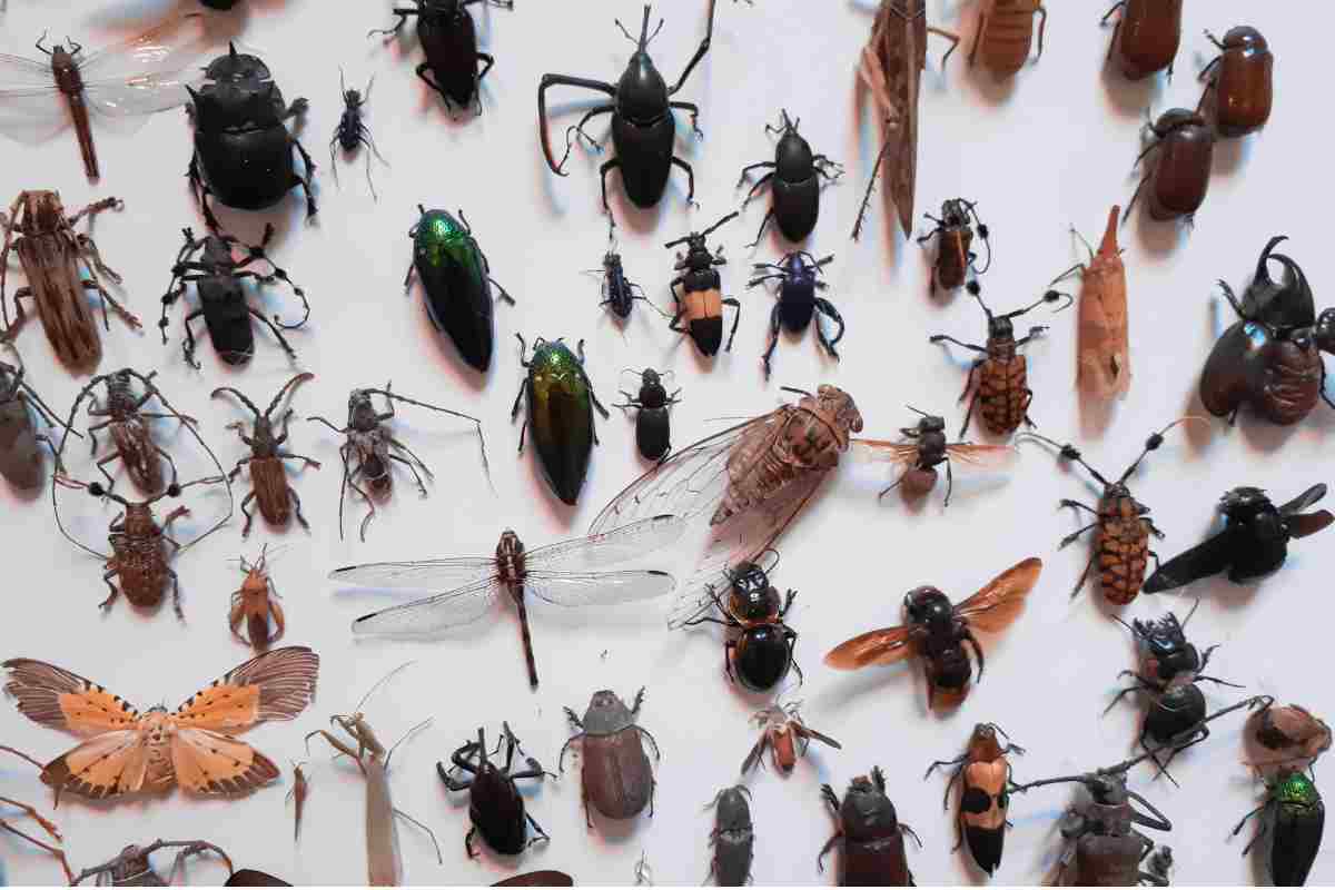 Diverse specie di insetti