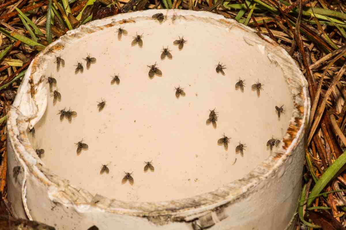 moscerini morti in acqua stagnante