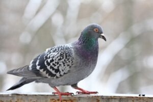 Piccione