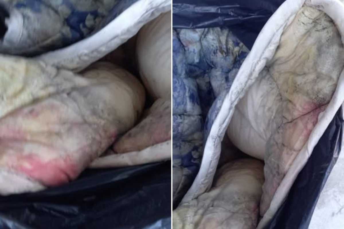 Piumone con la muffa