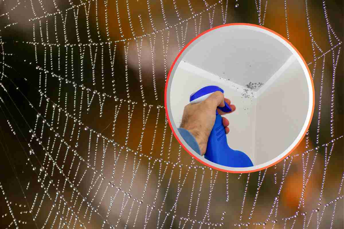 Una ragnatela ed un angolo della casa