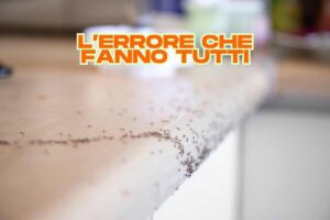 formiche sulle superfici