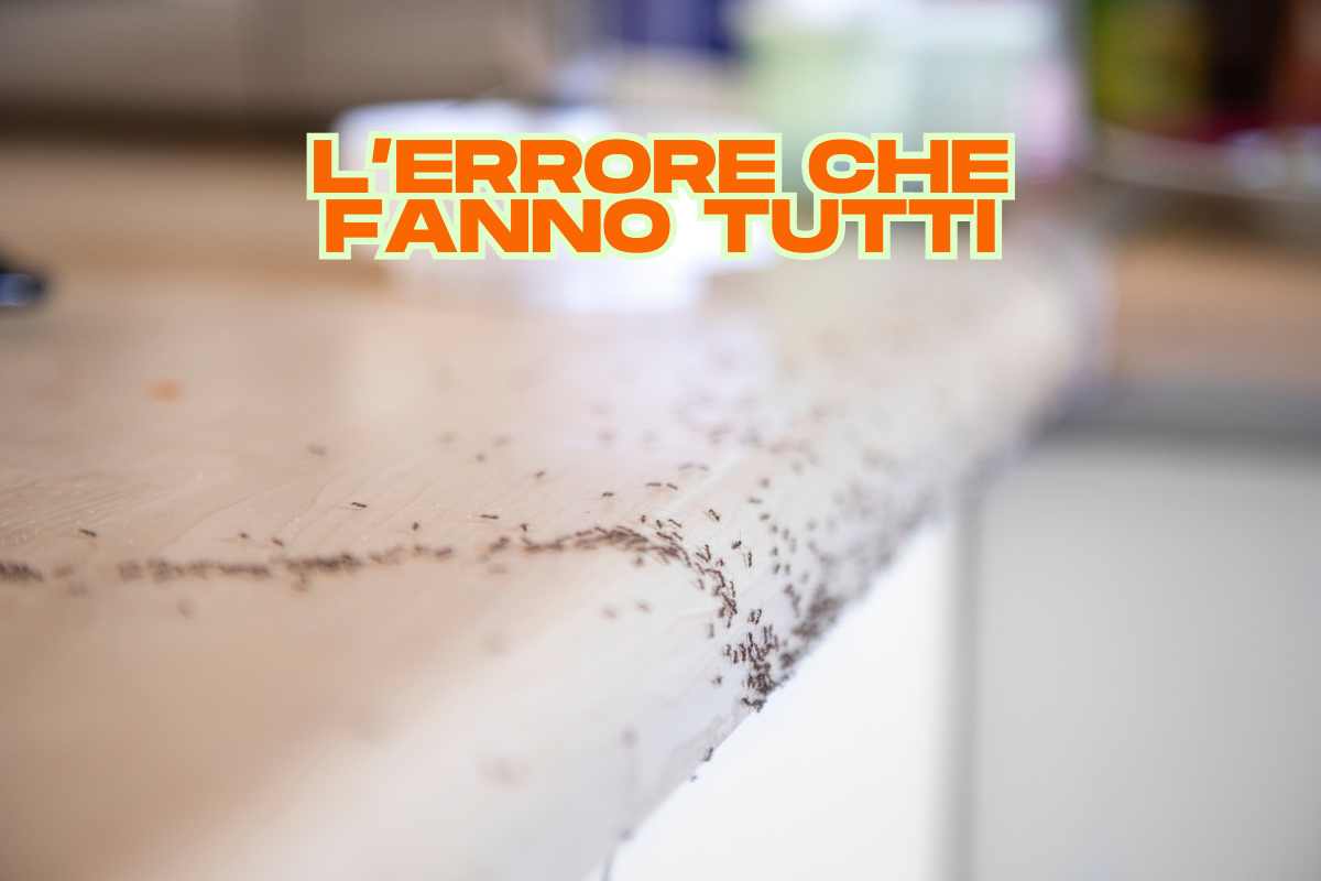 formiche sulle superfici
