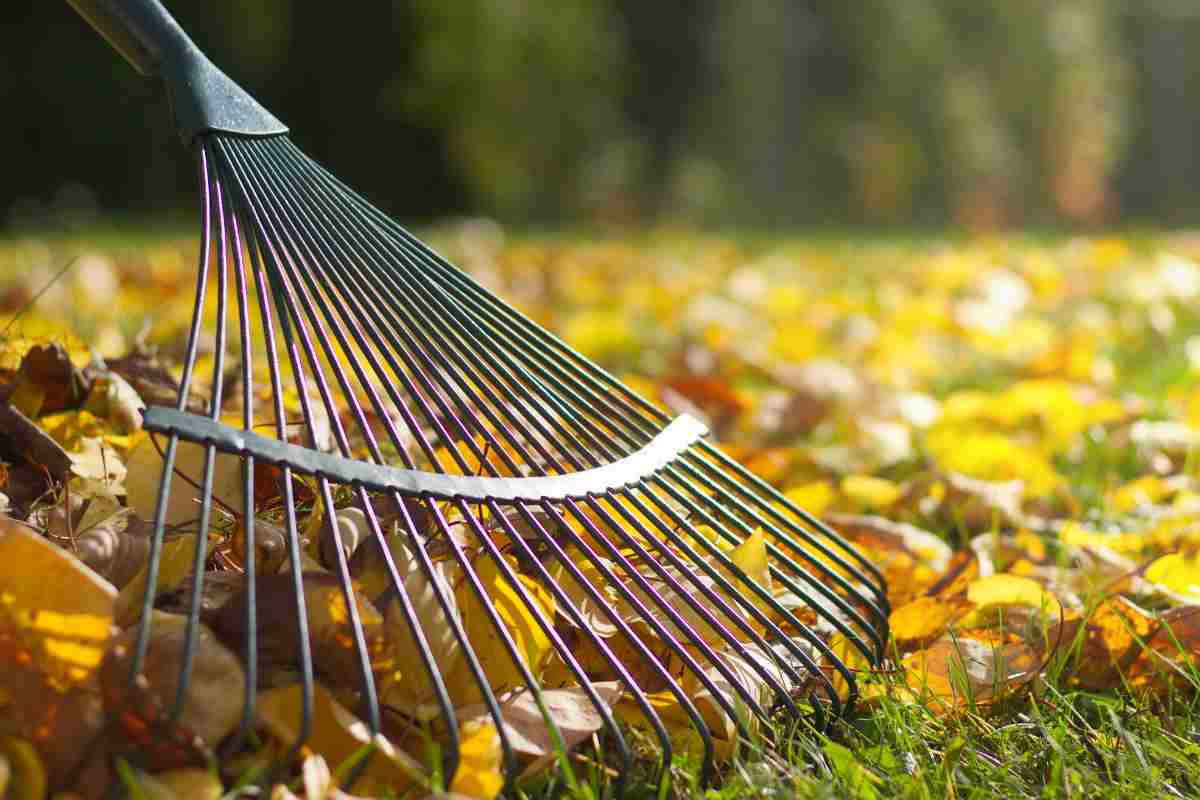 foglie secche giardino rastrello