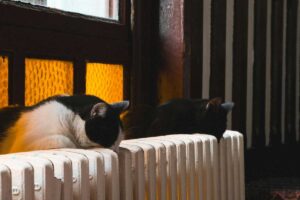 Due gatti su un termosifone acceso