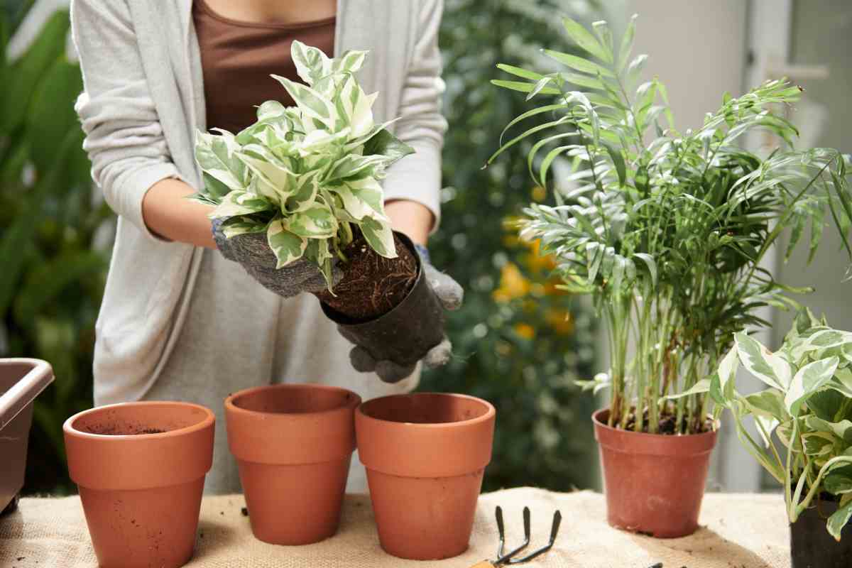 donna rinvasa piante