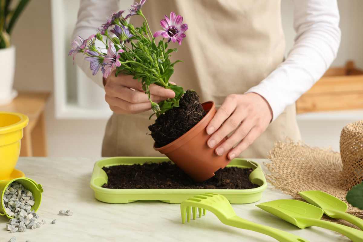 donna rinvasa una pianta con fiori